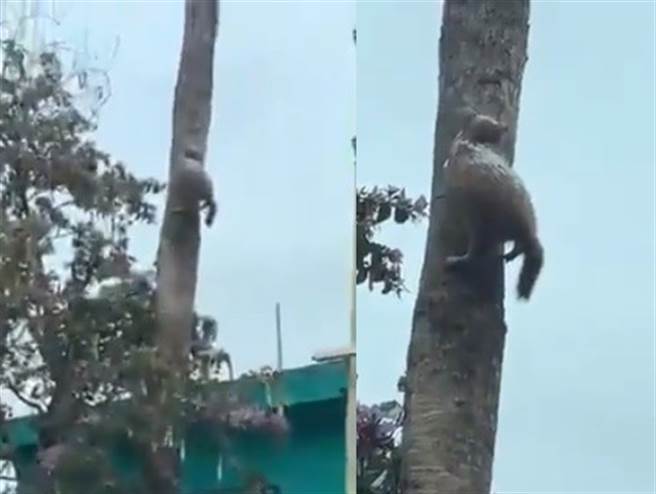 墨西哥一棵树上出现一只被冰封的猫，牠彷佛被按下暂停键，还维持爬树的姿势，看起来非常诡异。(图翻摄自脸书/Michael Stalin)