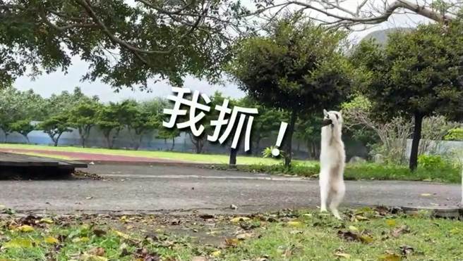 台东兰屿椰油国小的校猫「圆圆」竟凌空飞扑燕子、捉野味果腹，被学校老师拍下影片PO上网。（顏子矞提供／蔡旻妤台东传真）