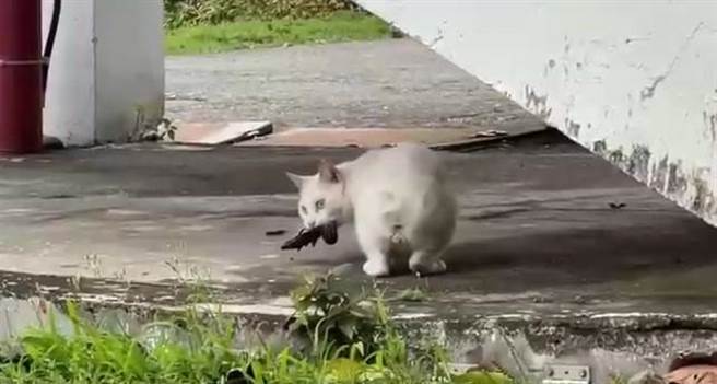 台东兰屿椰油国小的校猫「圆圆」竟凌空飞扑燕子、捉野味果腹后，还对着镜头来个帅气的眼神！（顏子矞提供／蔡旻妤台东传真）