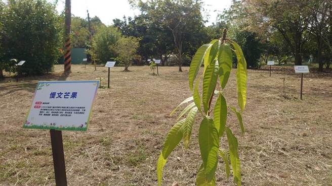 台南市玉井区公所于图书馆旁打造芒果树公园，栽种了爱文等15种芒果品种的苗木，兼具休憩与教育功能。（刘秀芬摄）