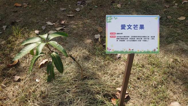 台南市玉井区公所于图书馆旁打造芒果树公园，栽种了爱文等15种芒果品种的苗木，兼具休憩与教育功能。（刘秀芬摄）