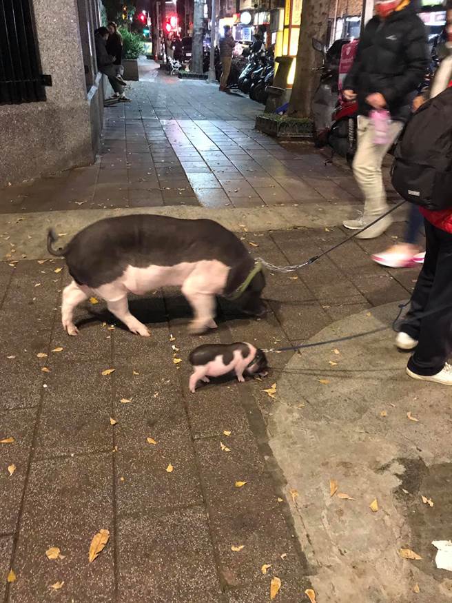 店家雖然掛保證「養不大」，但飼主買回去飼養1年後，迷你豬已經成長到快要可以殺來吃的體型了。(圖／爆怨公社)