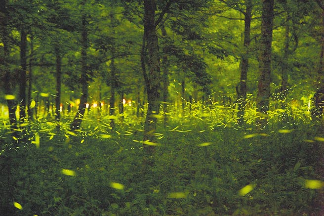 花莲林管处大农大富平地森林园区，萤火虫往年都在2月底陆续出现，不过目前仅监测到零星数量，因此将萤火虫季延至3月中旬办理，并视情况开放赏萤。（花莲县府提供／罗亦晽花莲传真）