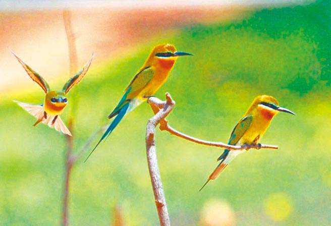 有「夏日精灵」之誉的栗喉蜂虎是金门最具特色的夏候鸟。（李金生摄）