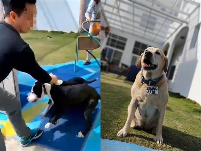 比特犬闯入民宿屋内后，直接疯狂乱咬屋主饲养的退役搜救犬「贝斯」，造成贝斯的背部大面积的皮肤撕裂伤。（图／翻摄自戴永明脸书）