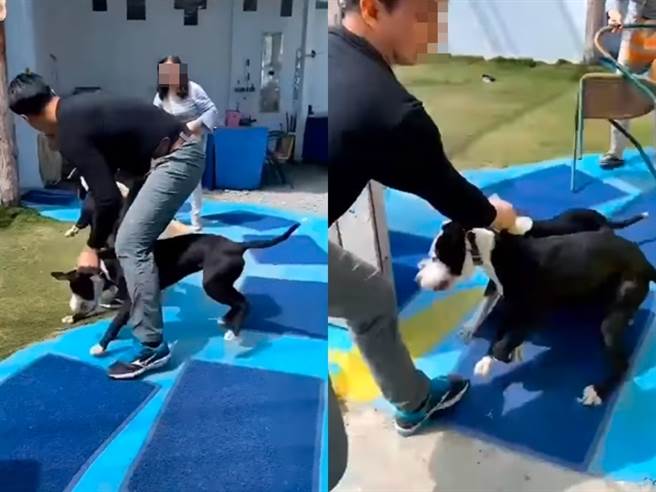 比特犬闯入民宿屋内后，直接疯狂乱咬屋主饲养的退役搜救犬「贝斯」，造成贝斯的背部大面积的皮肤撕裂伤。（图／翻摄自戴永明脸书）