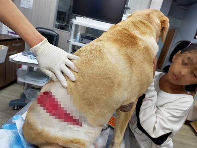 比特犬闯入民宿屋内后，直接疯狂乱咬屋主饲养的退役搜救犬「贝斯」，造成贝斯的背部大面积的皮肤撕裂伤。（图／翻摄自戴永明脸书）