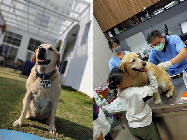 已退役的贝斯过去曾在高雄气爆、南澳中国团游览车翻覆等国家重大意外中，进行搜救任务，从国家搜救犬队退役后，就由戴永明所领养照顾，转变成民宿游客们喜爱的宠物。（图／翻摄自戴永明脸书）