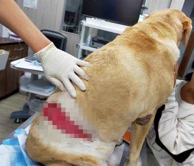 台東縣太麻里鄉1間民宿主人飼養的退役搜救犬貝斯，被路過的2隻比特犬咬傷。（翻攝自戴永明臉書／蔡旻妤台東傳真）