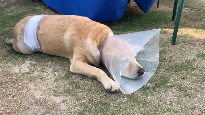 台东县太麻里乡1间民宿主人饲养的退役搜救犬贝斯，被路过的2只比特犬咬伤，现已回到家中休养。（翻摄自戴永明脸书／蔡旻妤台东传真）