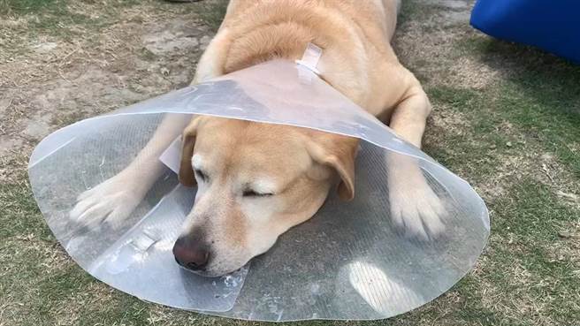 台東縣太麻里鄉1間民宿主人飼養的退役搜救犬貝斯，被路過的2隻比特犬咬傷，現已回到家中休養。（翻攝自戴永明臉書／蔡旻妤台東傳真）