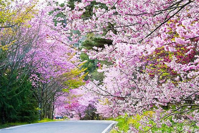 武陵农场赏樱趣　预约「赏樱专车」更便利 (旅游经提供)