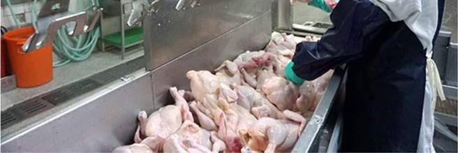 防检局近日订定「屠宰场使用食品级含氯消毒剂应注意事项」供屠宰业者遵循。（农委会提供／林良齐台北传真）