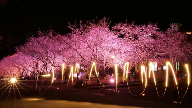 武陵农场樱花季持续至3月1日止，夜樱更显得特别浪漫。（武陵农场提供／陈淑娥台中传真）