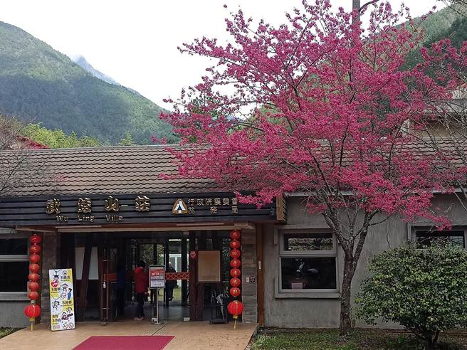 武陵国家森林游乐区武陵山庄前的樱花也盛开。（东势林管处提供／陈淑娥台中传真）