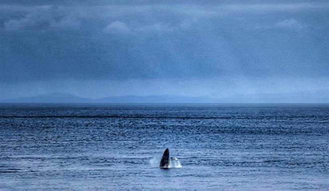 1对稀有的大翅鲸（座头鲸）20日早上现踪台东兰屿海域，引起乡亲一阵骚动，牠们跳跃悠游的画面被当地椰油国小教师顏子矞拍下PO上网。（椰油国小教师顏子矞提供／蔡旻妤台东传真）