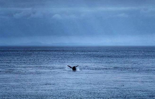 1对稀有的大翅鲸（座头鲸）20日早上现踪台东兰屿海域，引起乡亲一阵骚动，牠们跳跃悠游的画面被当地椰油国小教师顏子矞拍下PO上网。（椰油国小教师顏子矞提供／蔡旻妤台东传真）