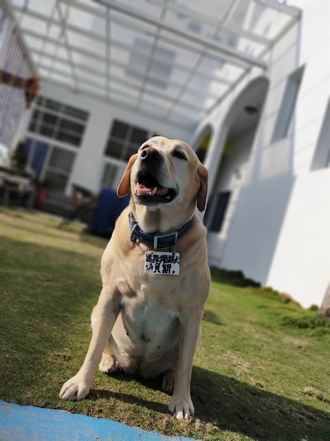 國家退役搜救犬「貝斯」曾出勤高雄氣爆、台南維冠、南澳中國團遊覽車翻覆、山難搜救等重大意外搜救任務。（戴永明提供／蔡旻妤台東傳真）