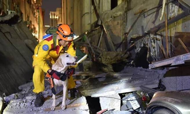 國家退役搜救犬「貝斯」曾出勤高雄氣爆、台南維冠、南澳中國團遊覽車翻覆、山難搜救等重大意外搜救任務。（戴永明提供／蔡旻妤台東傳真）