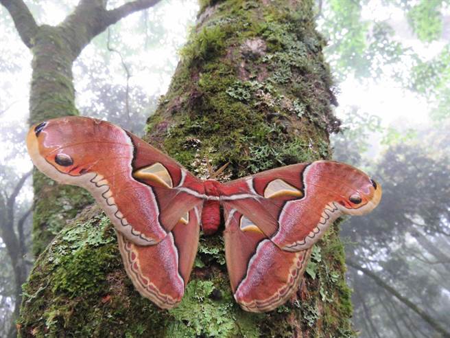 林务局新竹林区管理处规画火炎山公民科学系列讲座，将以蛾类世界为主题，学习自然观察的知识。图为大眉纹天蚕蛾。（火炎山生态教育馆提供／何冠娴苗栗传真）