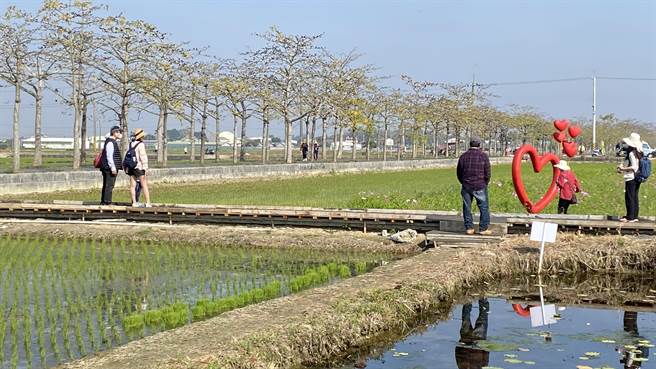 新冠疫情稍有缓和，继盐水蜂炮决定续办外，台南白河木棉花季也在20日开跑，为期3个礼拜，目前花况约1成左右，还未到高峰期。（庄曜聪摄）