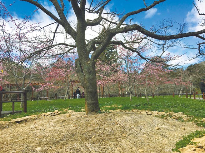 今年的阿里山花季將從3月10日開跑，期間假日的交通管制已出爐，遊樂區內的櫻王也預計在3月底綻放。（嘉義林管處提供／張亦惠嘉縣傳真）
