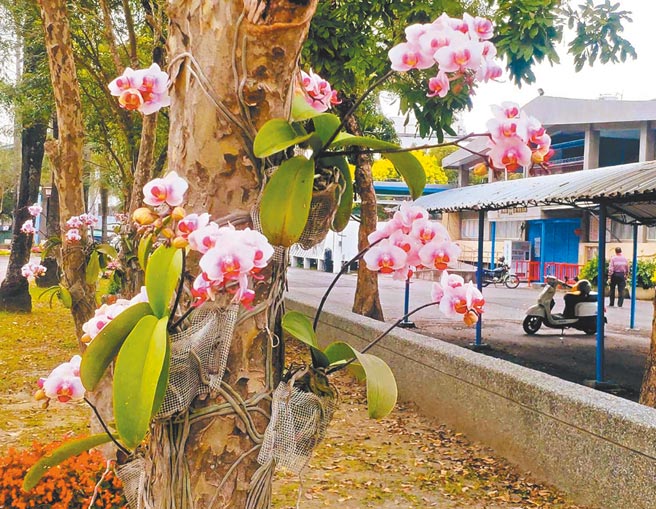 永宏兰业去年将因疫情外销不出去的兰花共1800株捐给潮州镇公所，在民治溪畔、中山运动公园种植。如今兰花已经盛开，潮州成为兰花城。（潘建志摄）