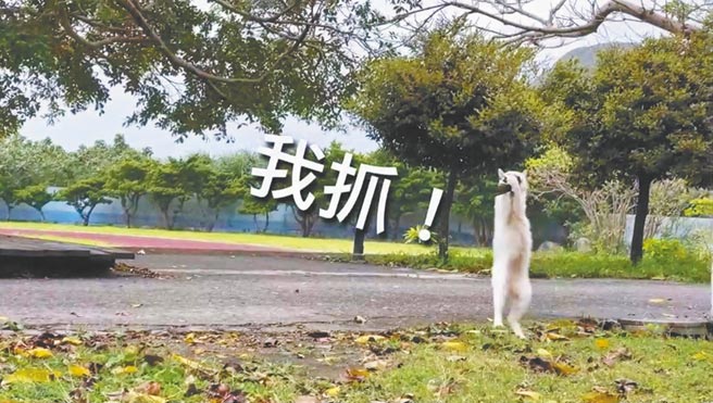 台东兰屿椰油国小的校猫「圆圆」凌空飞扑燕子，被学校老师拍下影片PO上网。（顏子矞提供／蔡旻妤台东传真）