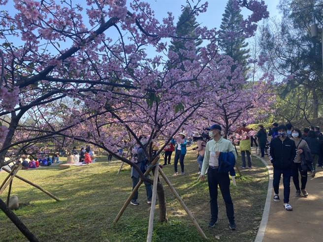 新竹市政府推荐竹市3大赏樱胜地，包括「新竹公园」、「汀甫圳」、「左岸樱花车道」等。图为新竹公园。（陈育贤摄）