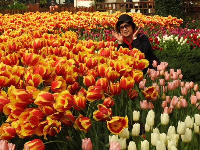 杉林溪鬱金香開的非常漂亮，全台少見的牡丹花也開始綻放，受疫情影響民眾沒法出國旅遊，到南投杉林溪放鬆身心。（南投縣政府提供／黃立杰南投傳真）