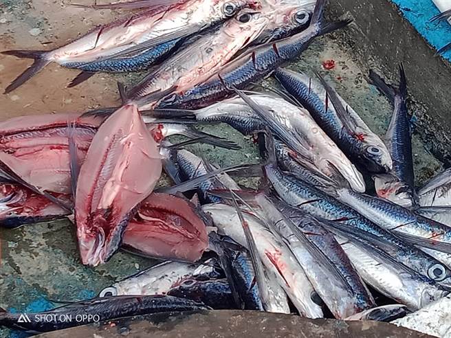 台東縣蘭嶼鄉紅頭村漁民20日夜間出海補飛魚，見大鯨魚好兆頭，天氣佳，果然漁穫滿滿。（民眾提供／蔡旻妤台東傳真）