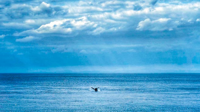 稀有的大翅鲸20日早上现身兰屿海域，引起乡亲一阵骚动，跳跃悠游的画面被当地椰油国小教师拍下。（椰油国小教师顏子矞提供／蔡旻妤台东传真）