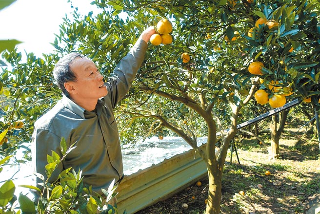 大屯桶柑园园主廖宗良表示，红一点的甜度高，橘子味较浓郁。（黄采薇摄）