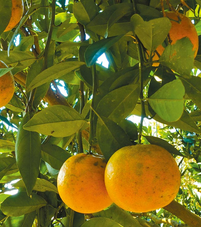 酸甜多汁的无籽桶柑。（黄采薇摄）