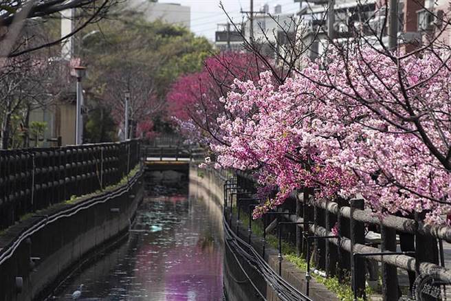 新竹三大赏樱地点之一_樱花小径之誉的汀甫圳(图/旅游经 提供)