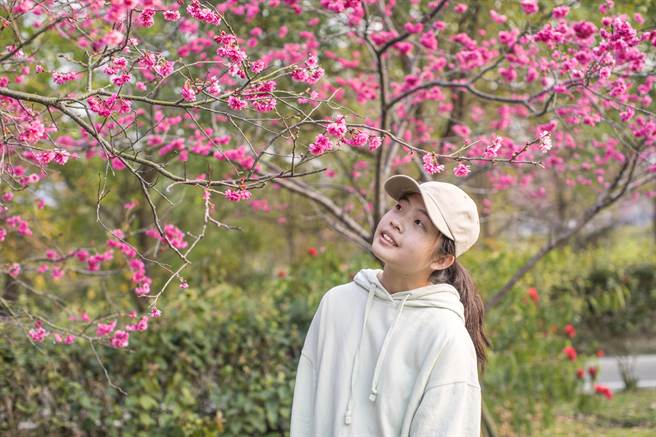 竹东河滨公园樱花盛开，吸引游客拍照打卡。（罗浚滨摄）