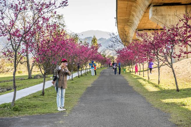 竹东河滨公园樱花盛开，吸引游客拍照打卡。（罗浚滨摄）