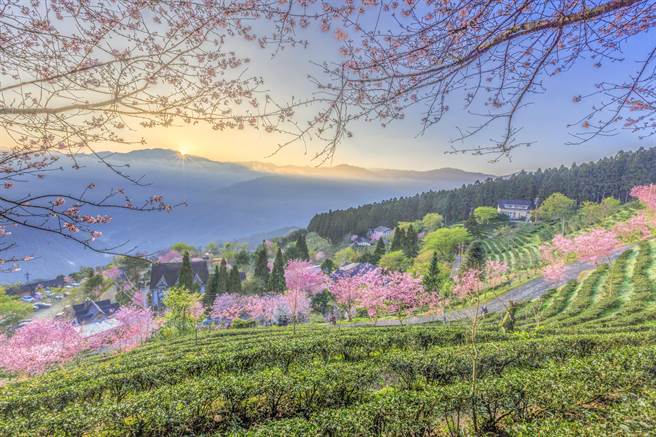 五峰乡山上人家有日出樱花美景，今年樱花季入园每人要200元门票。（罗浚滨摄）
