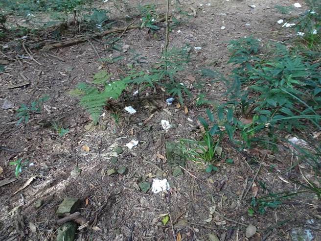 加里山大坪登山步道沿線因山友丟棄衛生紙，被戲稱是滿地開放的小白花。（林務局提供／謝明俊苗栗傳真）
