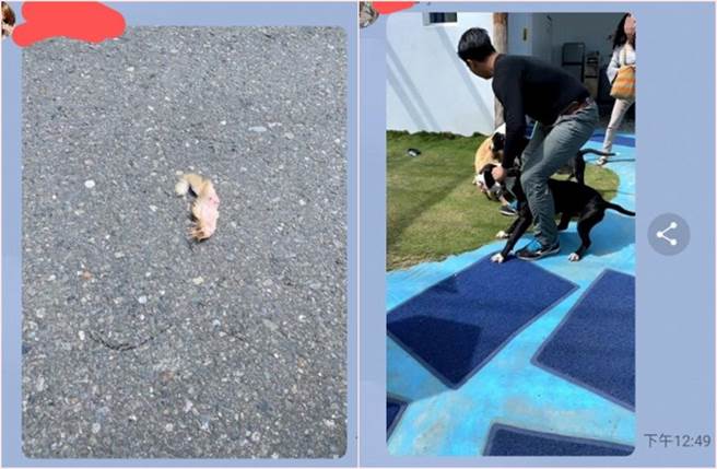 2只比特犬19日上午突然闯入台东县太麻里乡1间民宿，退役搜救犬「贝斯」被狠咬下背部一大块肉；网友点开影片，却发现自己母亲（右图右上）竟然出现在影片中。（截自PTT）