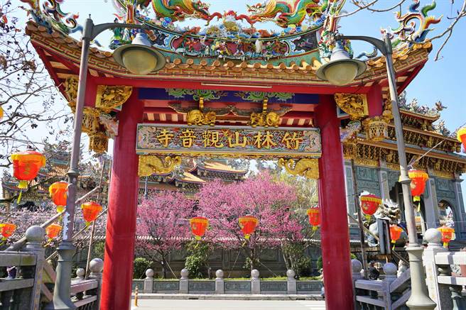 竹林山观音寺前吉野樱预计228连假时全面盛开。（林口区公所提供／李俊淇新北传真）