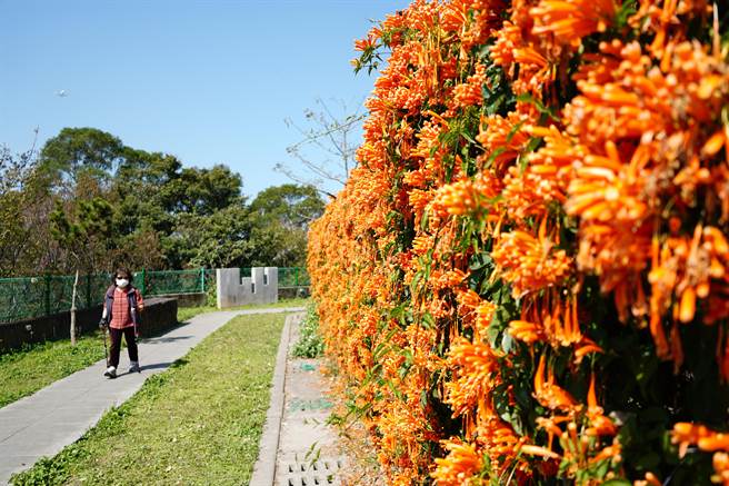 新寮休閒步道的炮仗花目前已盛开。（林口区公所提供／李俊淇新北传真）