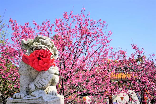 即日起到3月底期这段期间正是林口区百花争艷的时候，都是最佳赏花时期。（林口区公所提供／李俊淇新北传真）