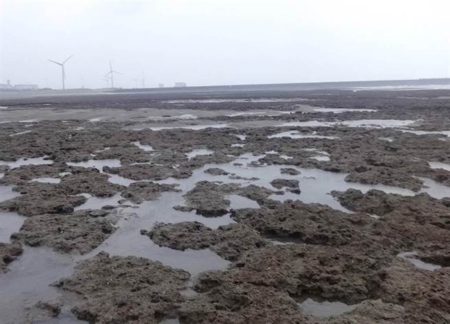 大潭藻礁(本報系資料照)