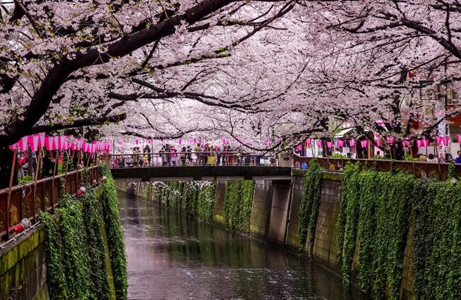 日本樱花深受游客喜爱，而原来樱花是唐代由大陆传过去的。（示意图／Shutterstock）