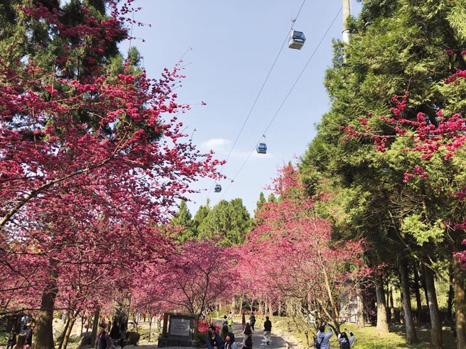 九族文化村的「九族樱花祭」，不仅可沿路驻足赏樱，也可坐缆车，从高空俯瞰花海之美。图／刘朱松