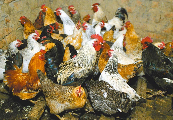 俄罗斯发现H5N8禽流感传人病例。（路透）