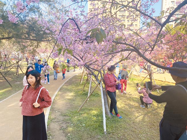 新竹市政府21日推荐竹市包括「新竹公园」等3大赏樱胜地，大家趁228连假来个偽出国赏樱之旅吧！（陈育贤摄）