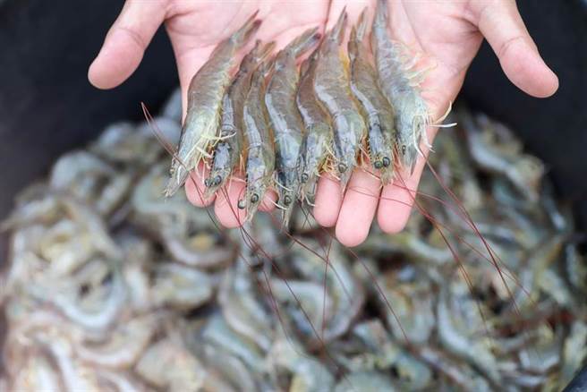 冷冻太久、虾子外观不完整、注了胶状物的虾子千万不要买。(示意图 达志)