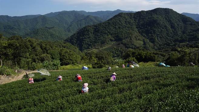 坪林茶园解除宜林地管制 茶园继续飘香。（新北市农业局提供／叶德正新北传真）